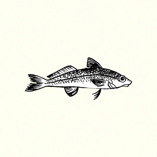 Whiting Illustration
