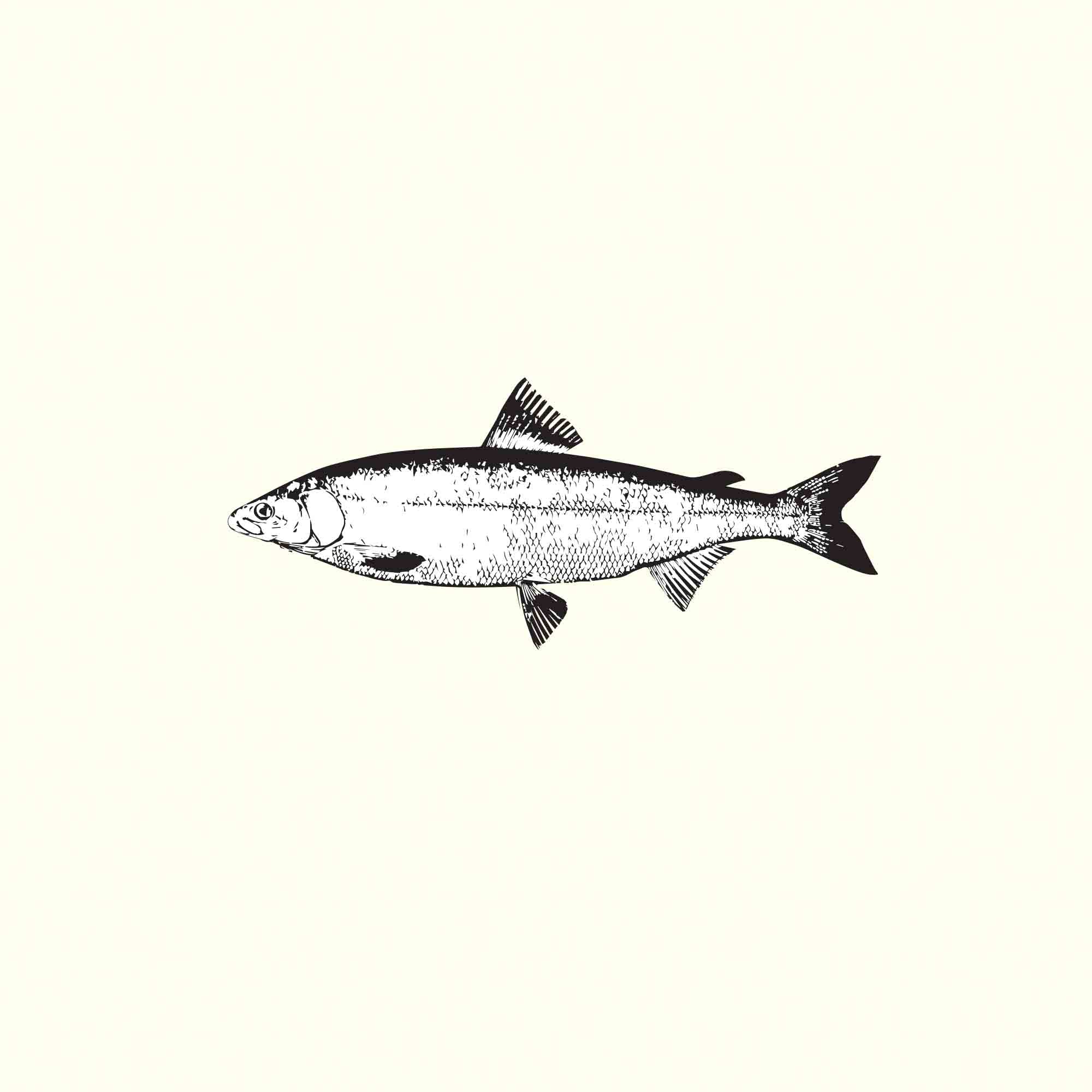 Salmon Illustration