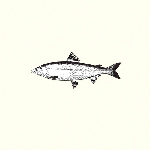 Salmon Illustration