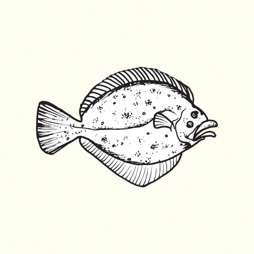 Brill Illustration