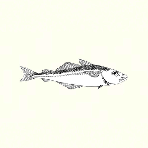 Coley illustration