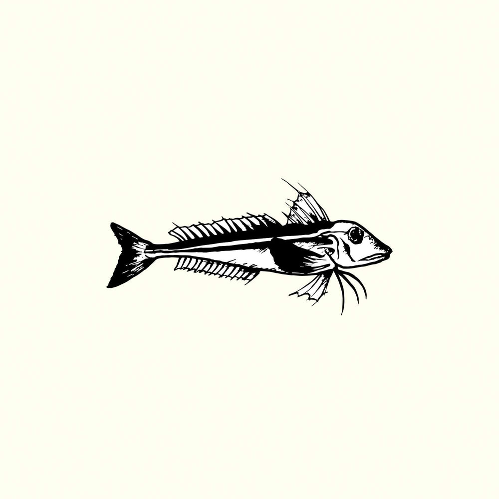 Gurnard Illustration