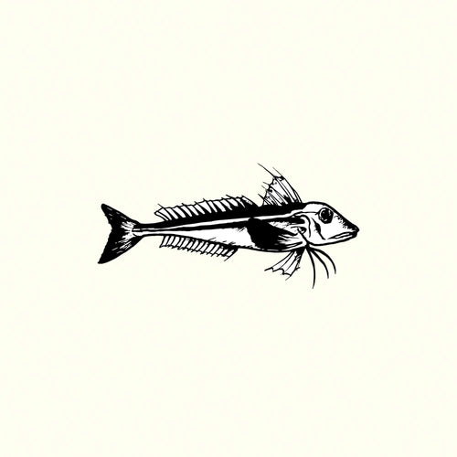 Gurnard Illustration