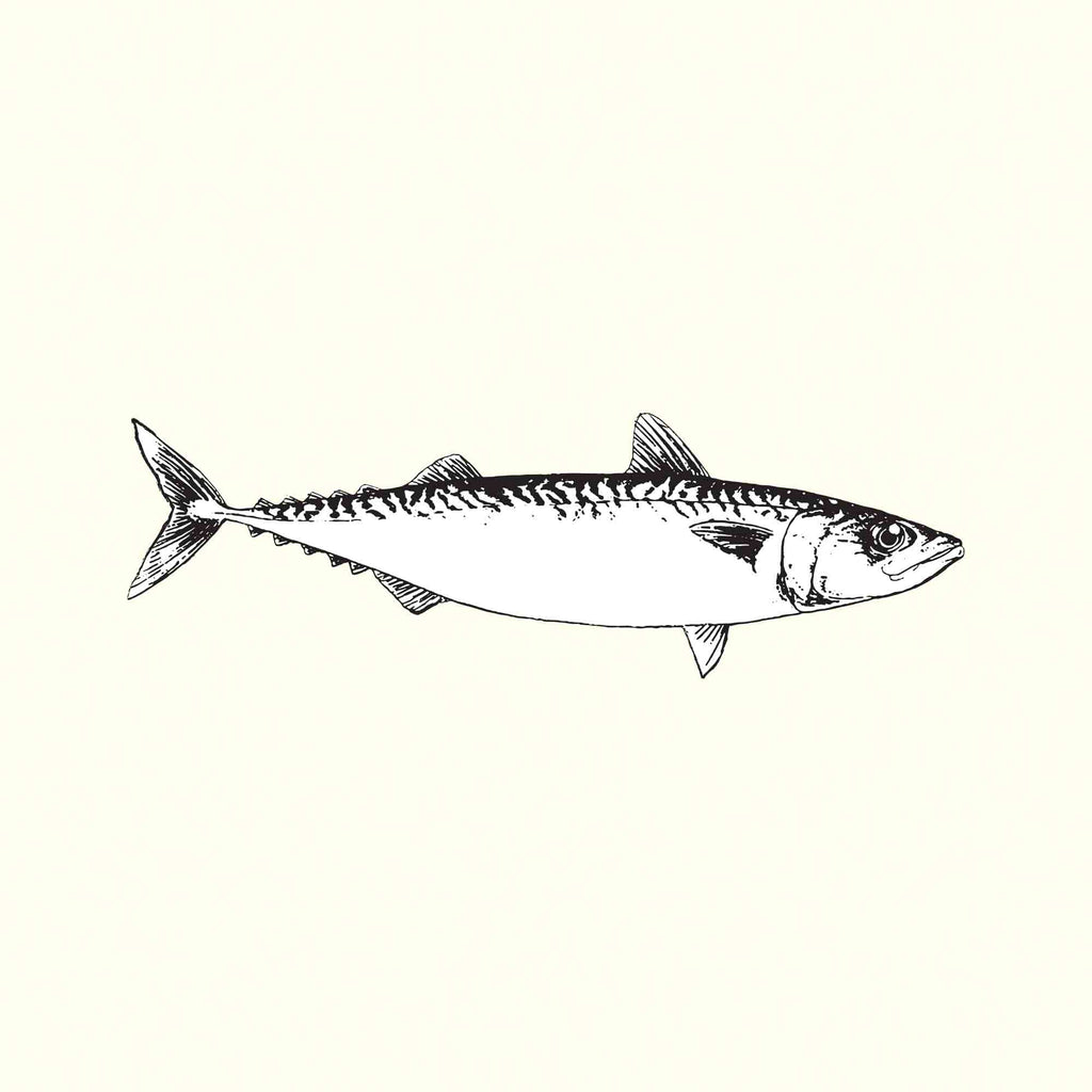 Mackerel