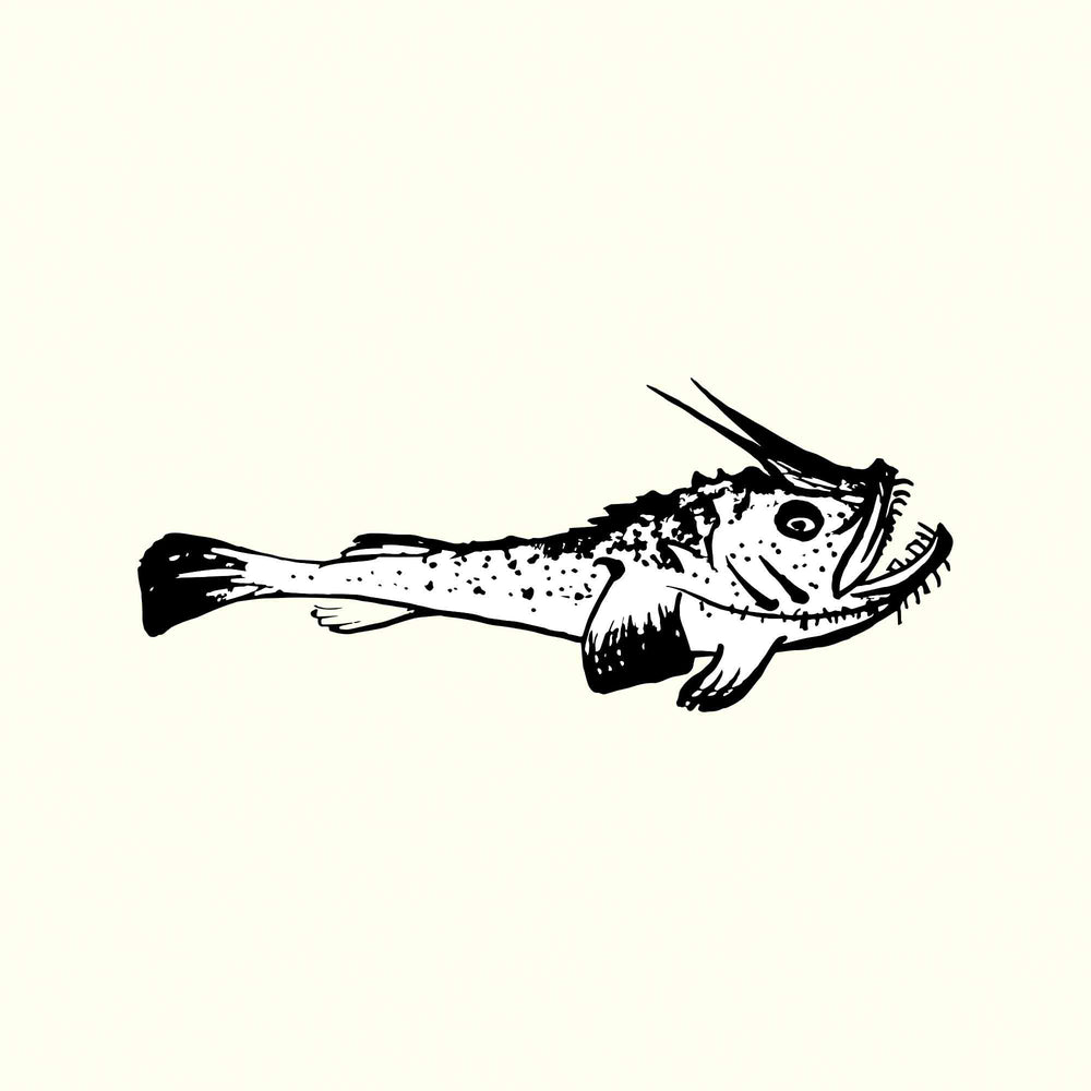 Monkfish Illustration