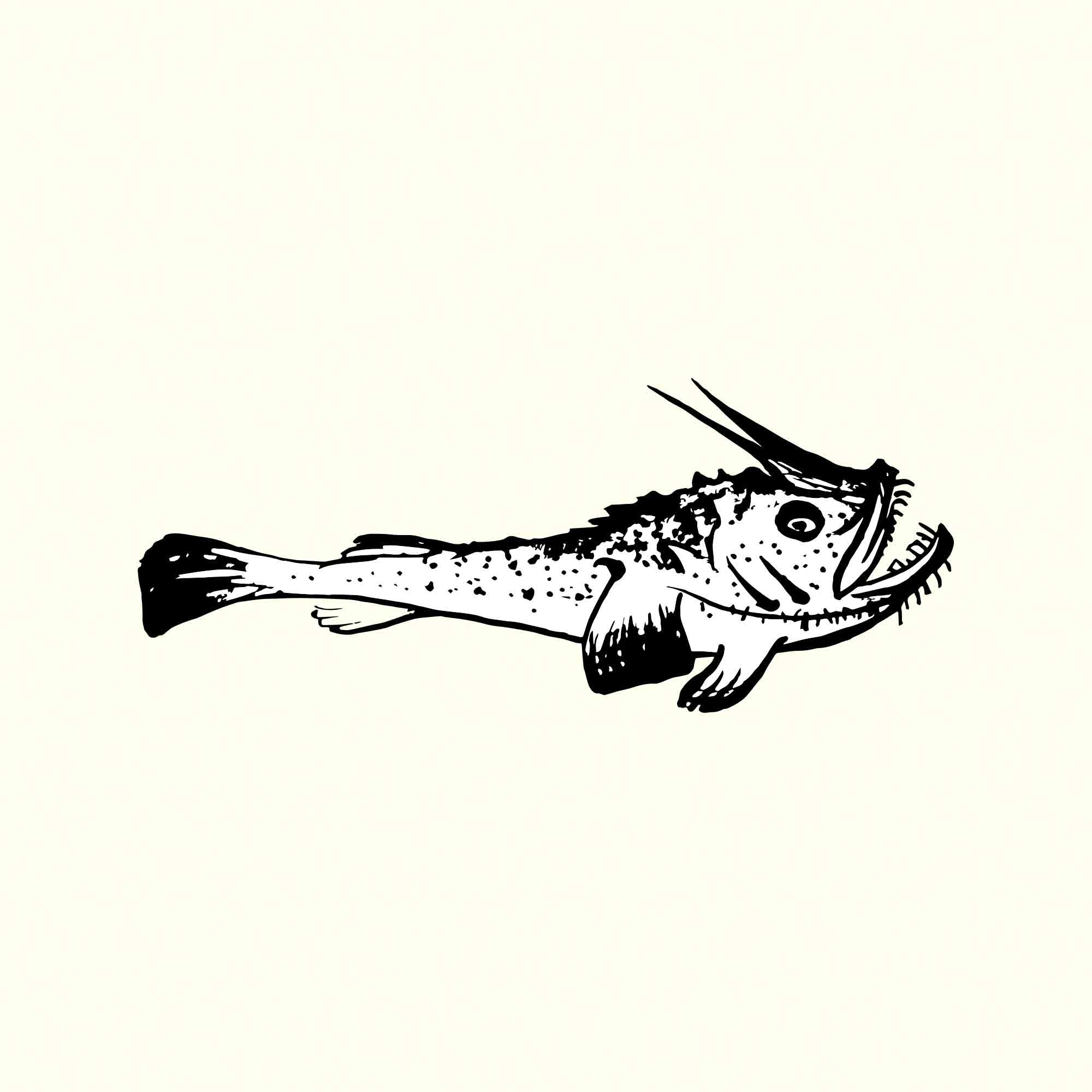 Monkfish Illustration