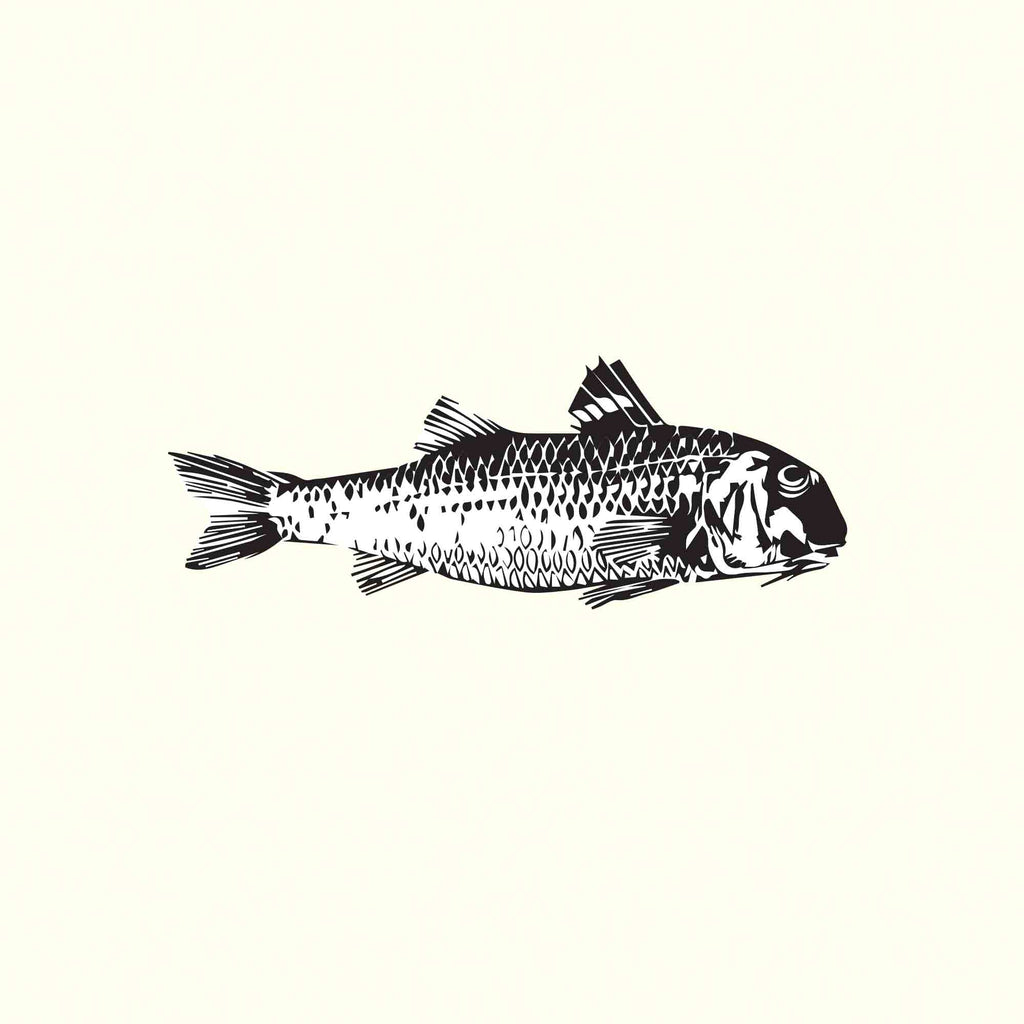 Red mullet illustration