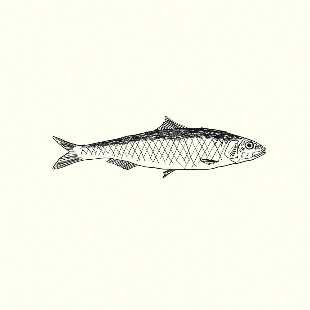 Sardine
