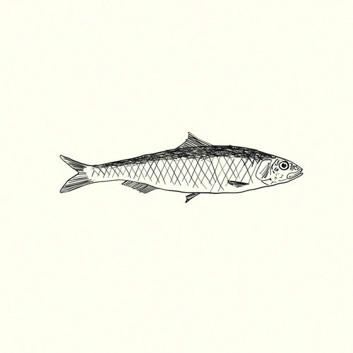 Sardine