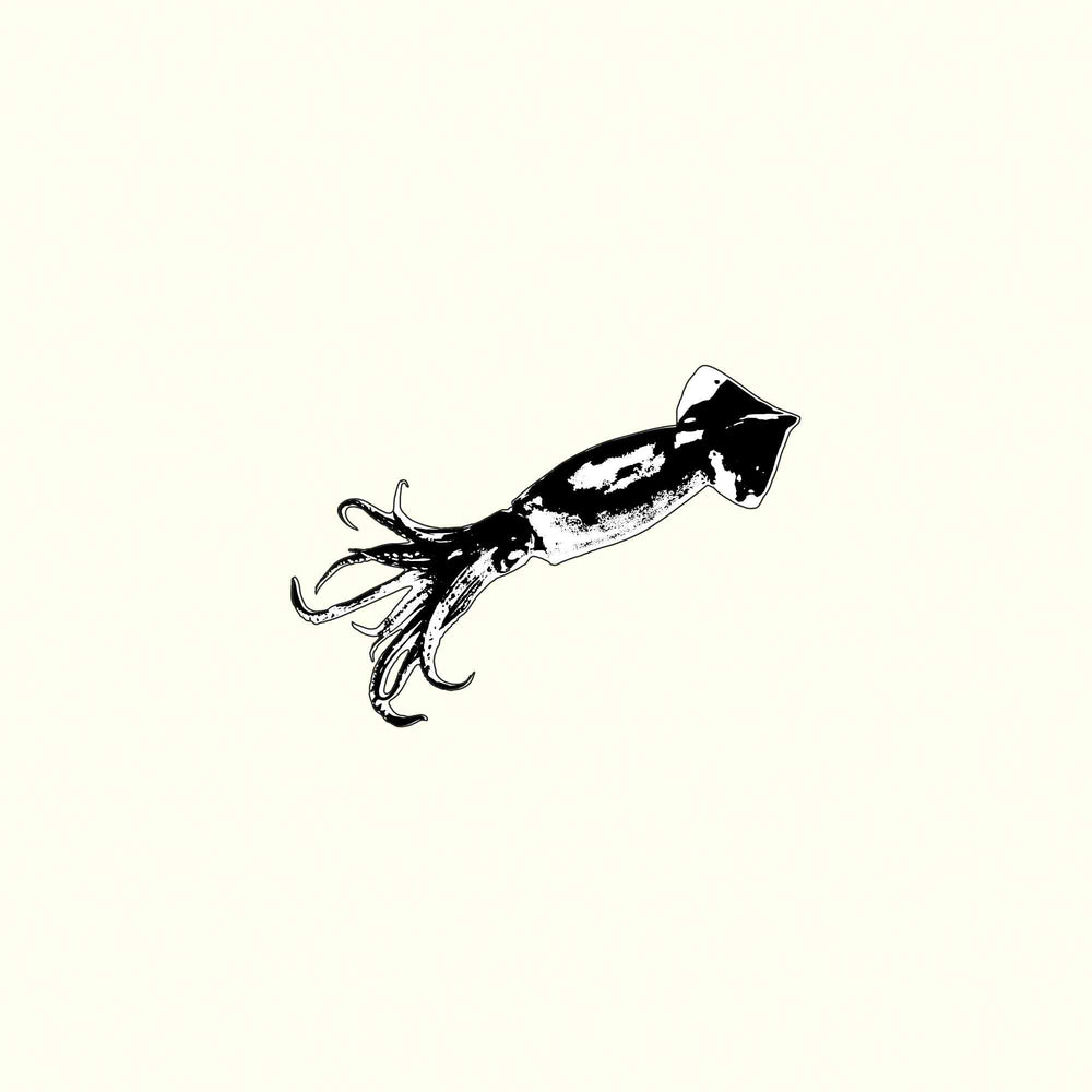 Squid Illustration