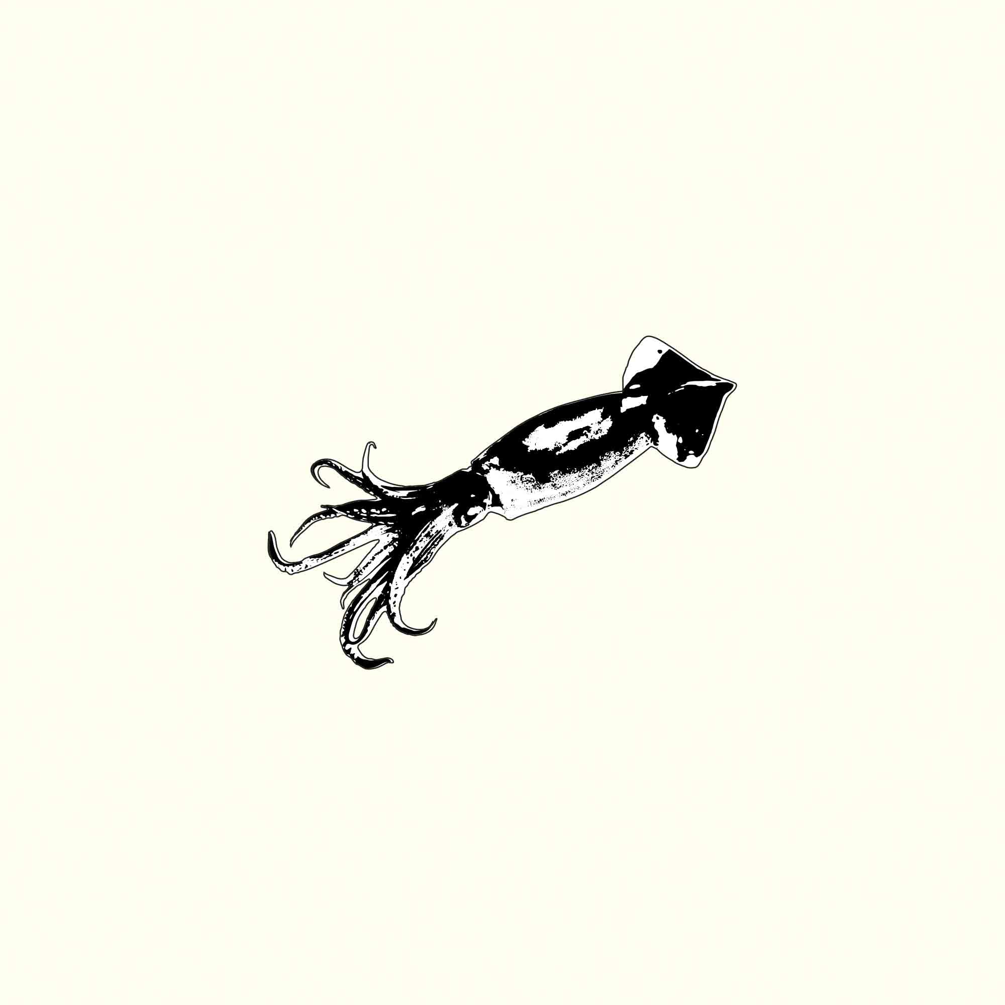 Squid Illustration