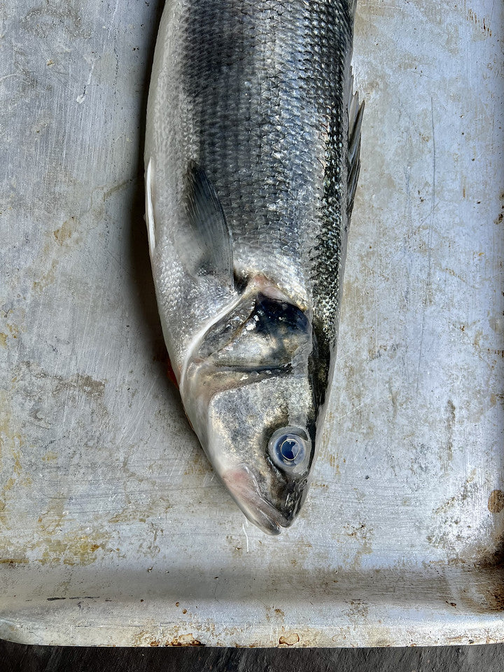 Whole Sea bass