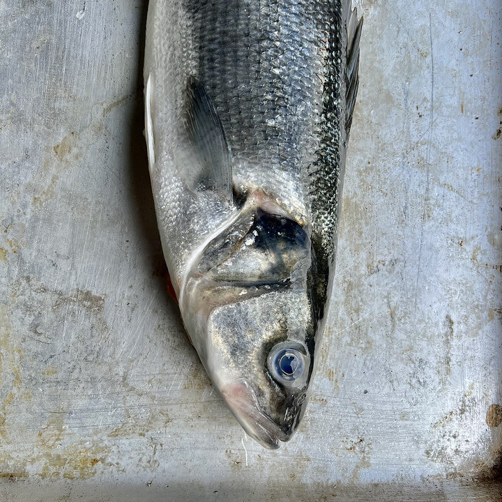 Whole Sea bass