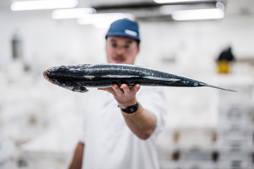 Tommy our fishmonger holding a really fresh sea bass at the market