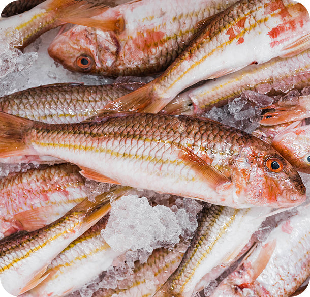 Red Mullet on ice