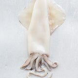 Squid XL - Frozen