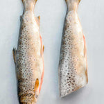 Whole wild trout