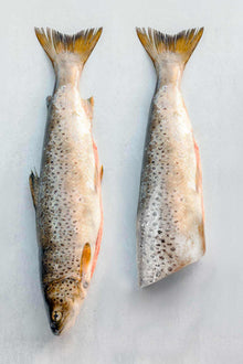 Whole wild trout