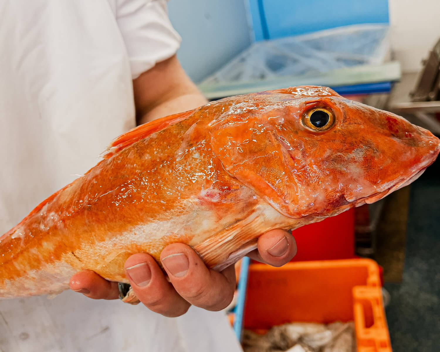 Fishmonger holding a fresh gurnard