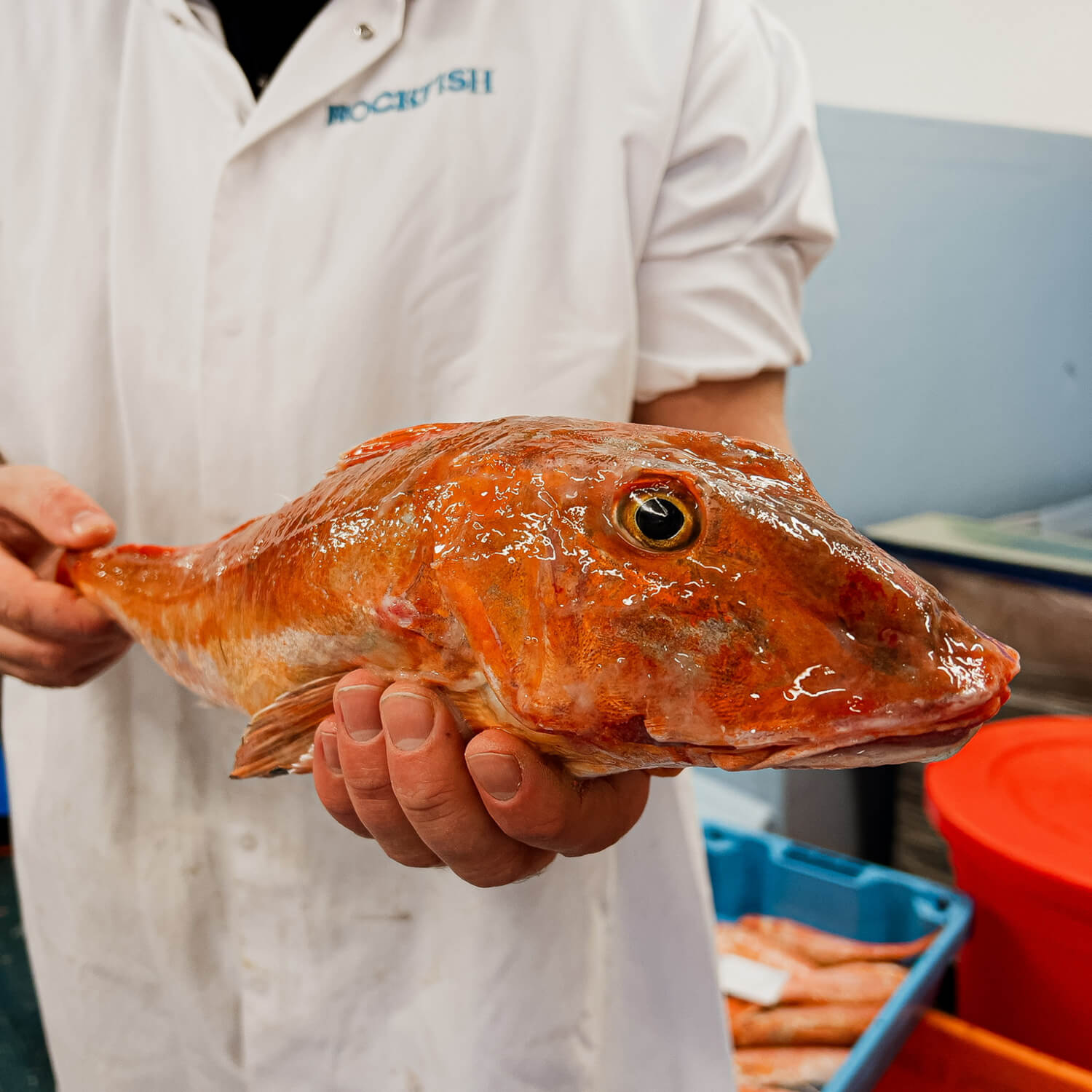 Fresh gurnard at Rockfish quayside
