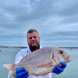 Market Pick - Couches Sea Bream 2.1kg