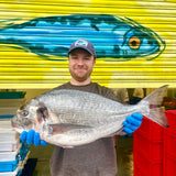 Market Pick - Wild Gilt Head Bream 2.7kg