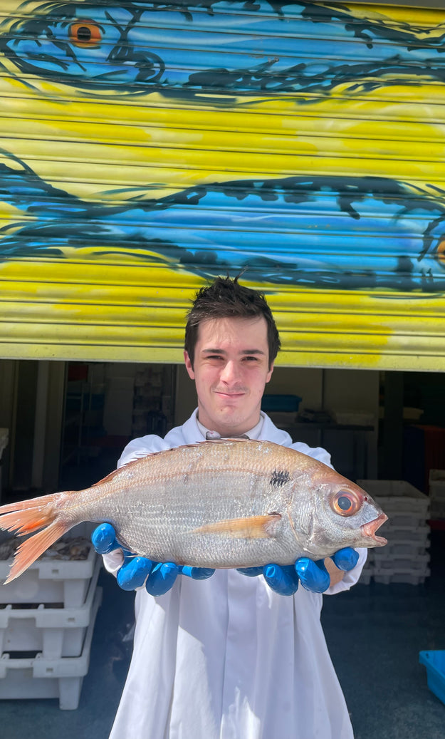 Mitch's Pick - Blackspot Bream 700g