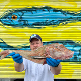 Market Pick - Gurnard 2.8kg