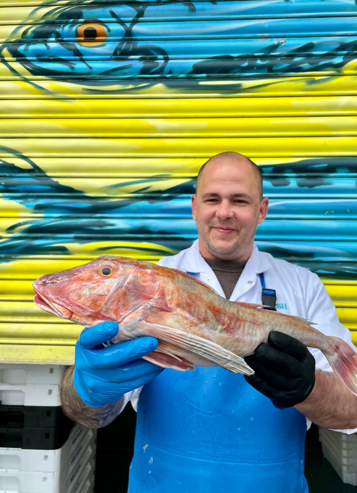 Mitch's Pick - Gurnard 1.4kg