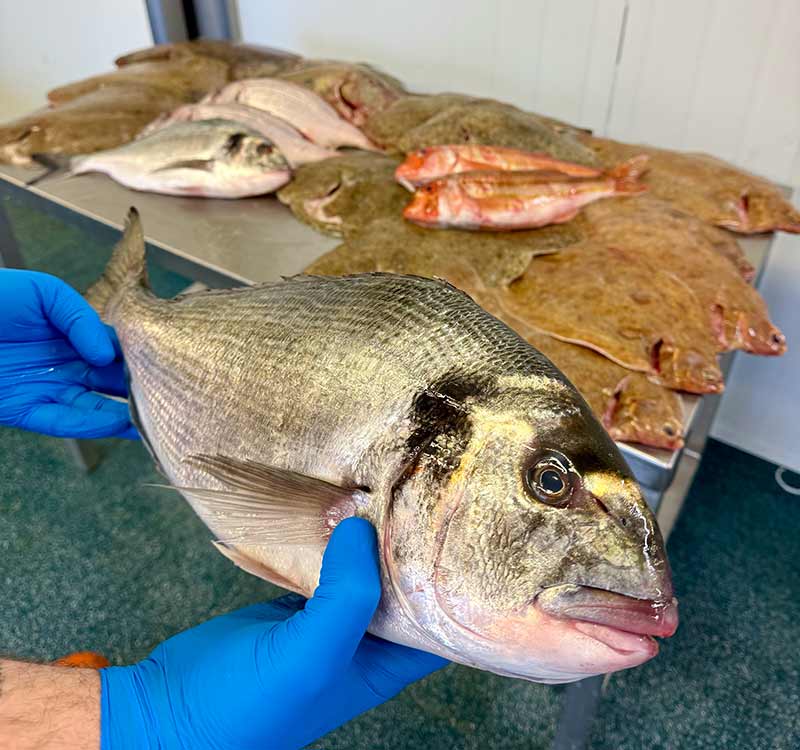 Big Gilt Head Bream