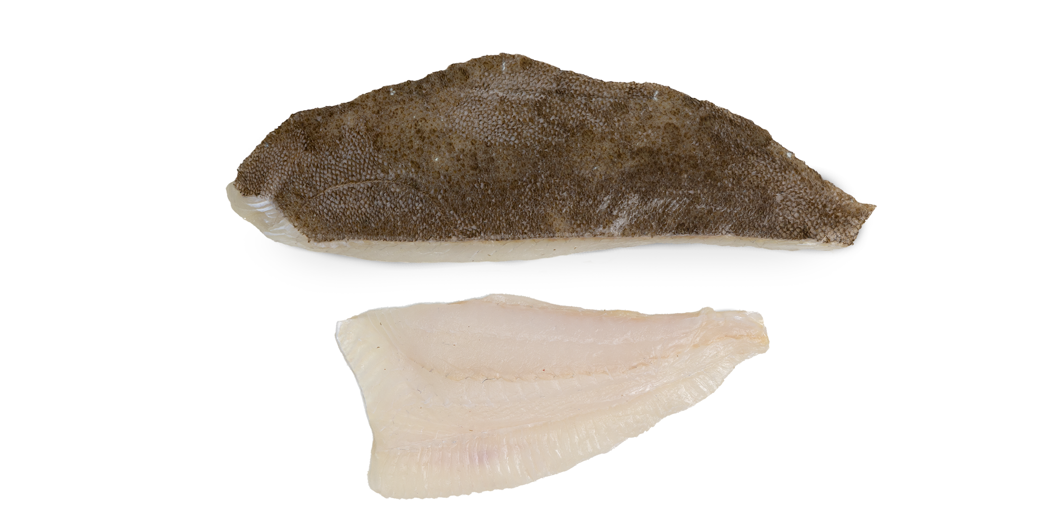 Brill Fillet Frozen Rockfish Brill Fillet Frozen Rockfish