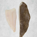 Brill fillets from Rockfish