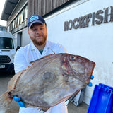 Market Pick - John Dory 2.8kg