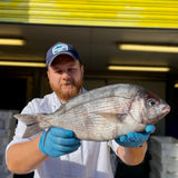 Market Pick - Black Sea Bream 1.3kg