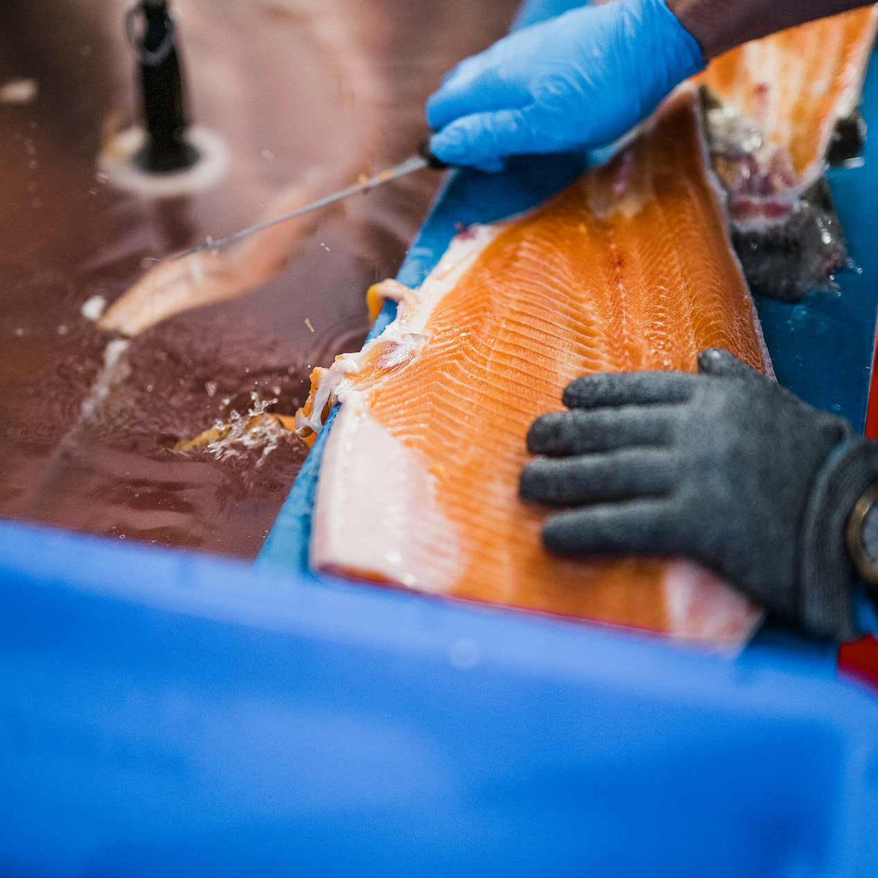 A close-up action shot of a fisherman's gloved hands filleting a fresh orange salmon fillet over a blue plastic container, with a metal sink in the background.