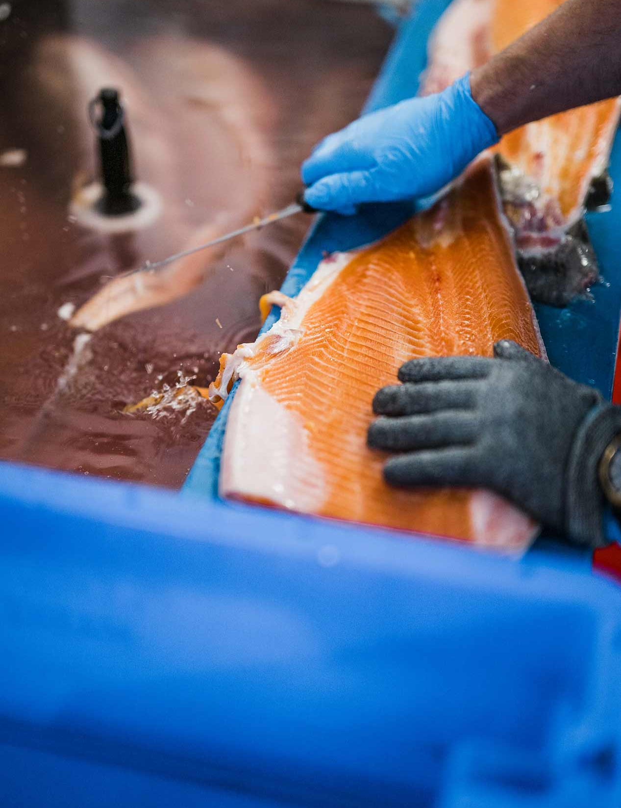 A close-up action shot of a fisherman's gloved hands filleting a fresh orange salmon fillet over a blue plastic container, with a metal sink in the background.