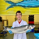 Rod and line Seabass from Rockfish