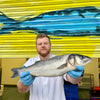 Market Pick - Sea Bass 1.7kg