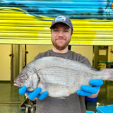 Market Pick - Black Sea Bream 1.5kg