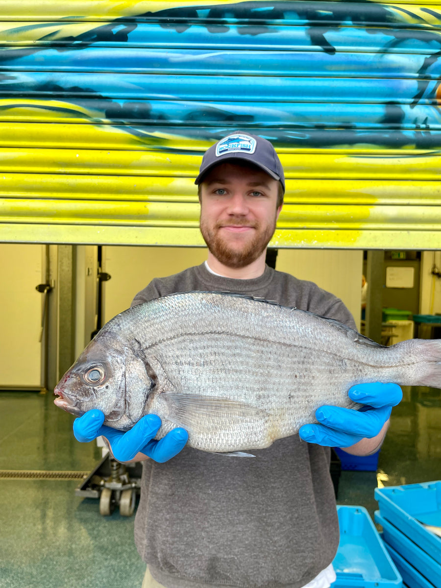 Wild Gilt Head Sea Bream Fillets Fresh sustainable fish delivered
