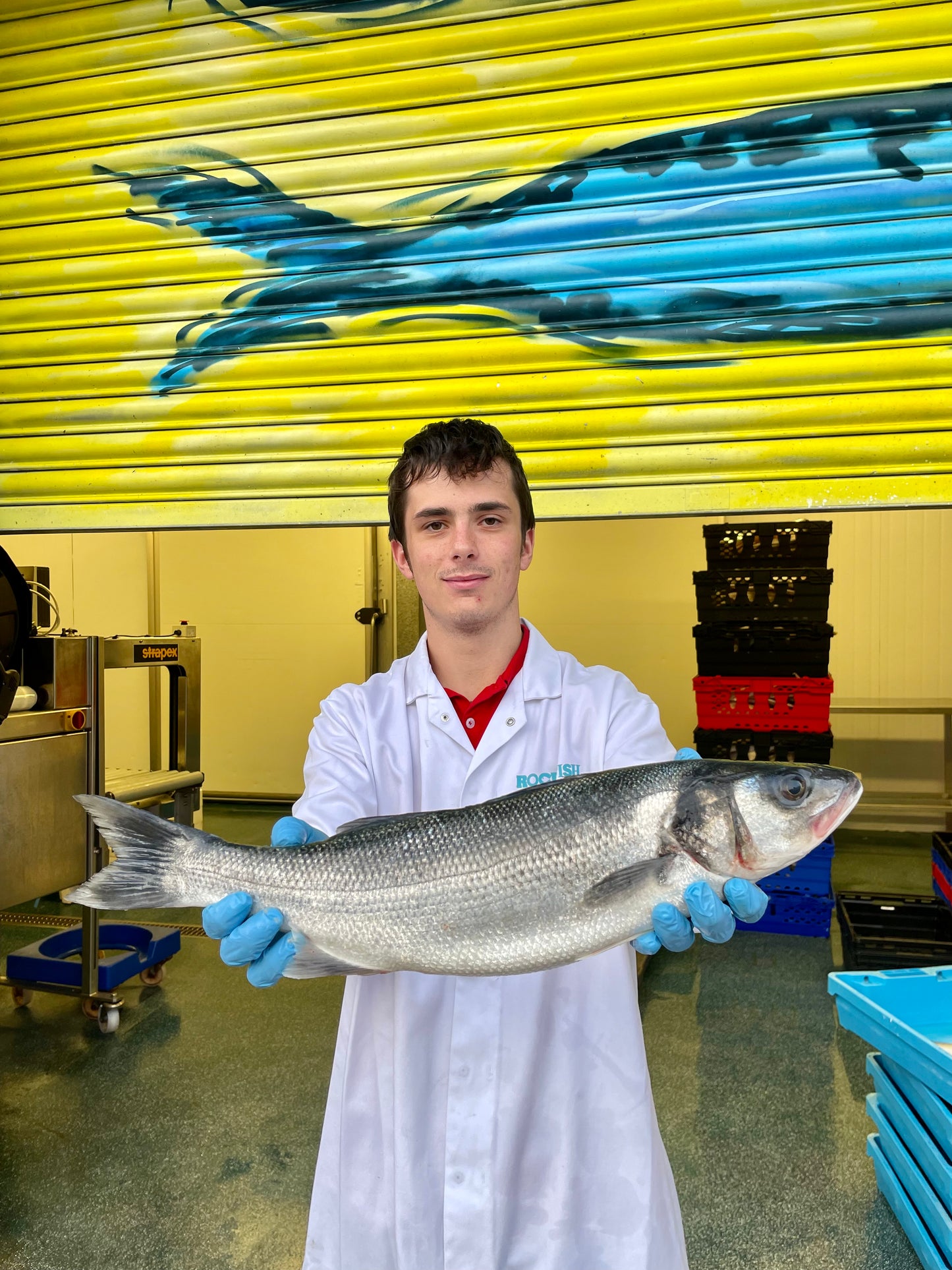 Mitch's Pick - Sea Bass 1.3kg