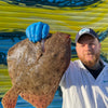 Market Pick - Turbot 900g