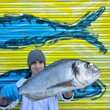 Market Pick - Wild Gilt Head Bream 2.4kg