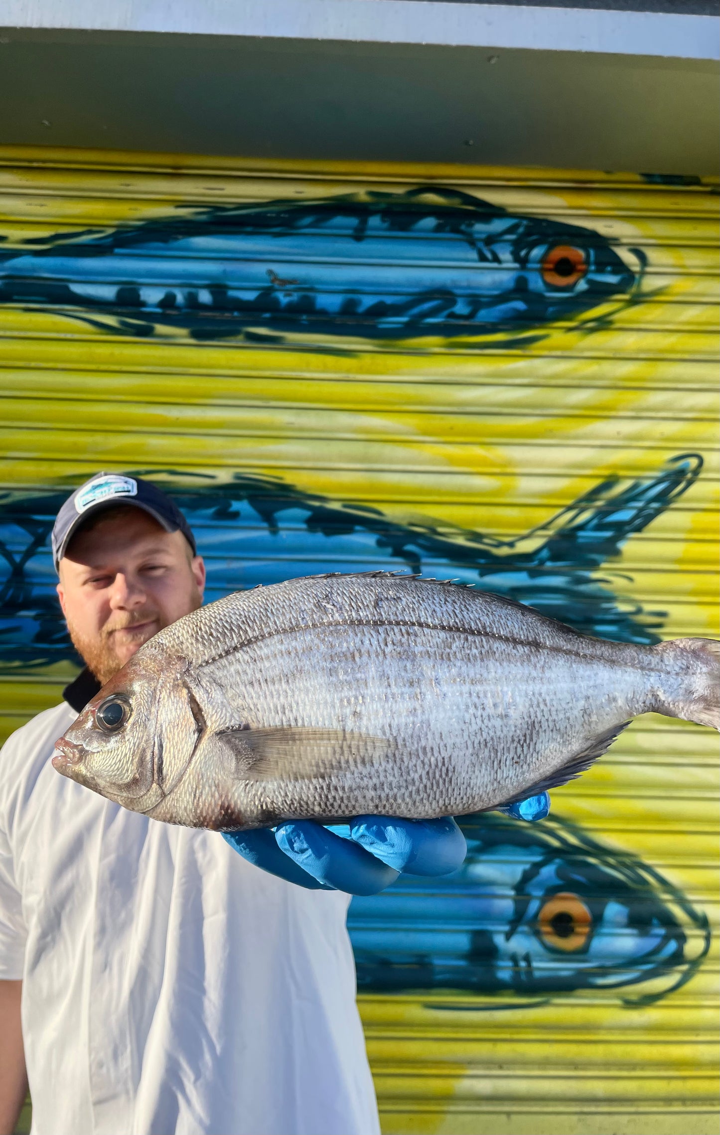 Mitch's Pick - Black Sea Bream 850g