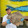 Market Pick - Turbot 1.5 kg