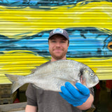 Market Pick - Wild Gilt Head Bream 800g