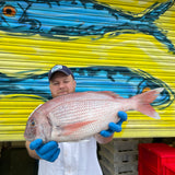 Market Pick - Couches Sea Bream 1.7kg