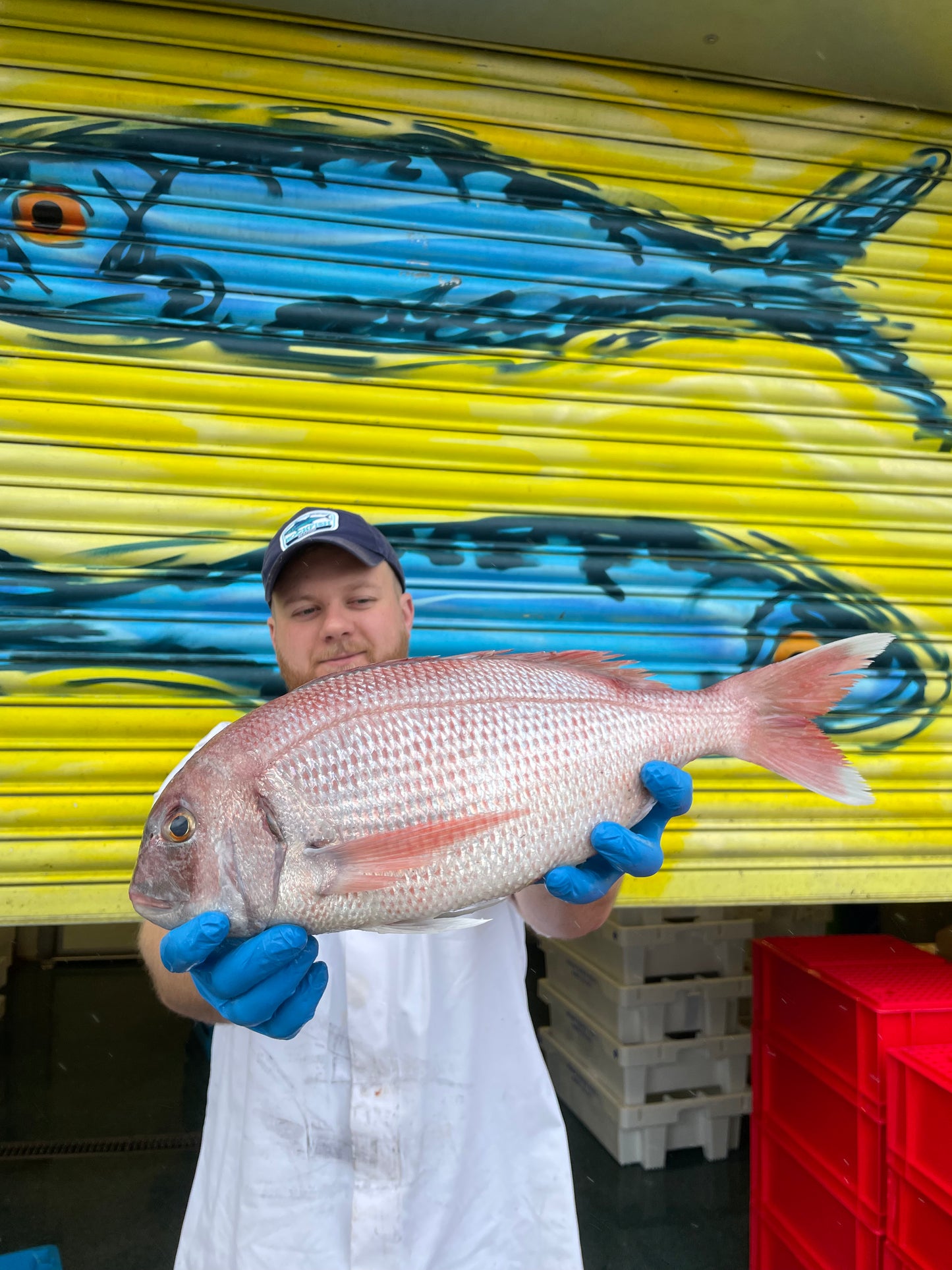 Mitch's Pick - Couches Sea Bream 1.7kg