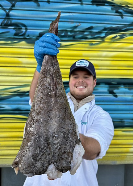 Market Pick - Monkfish Tail 2.4kg