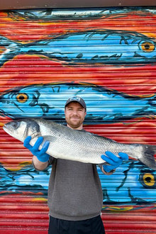 Market Pick - Sea Bass 2.5kg